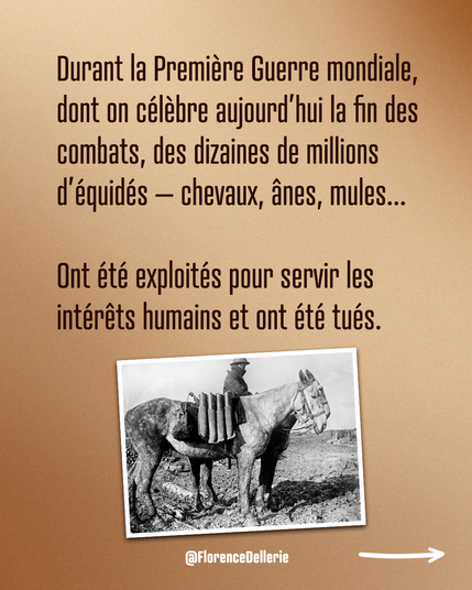 Visuel dont le fond est dans les tons dégradés marron-beige. Il est écrit : « Durant la Première Guerre mondiale, dont on célèbre aujourd’hui la fin des combats, des dizaines de millions d’équidés – chevaux, ânes, mules… Ont été exploités pour servir les intérêts humains et ont été tués. »