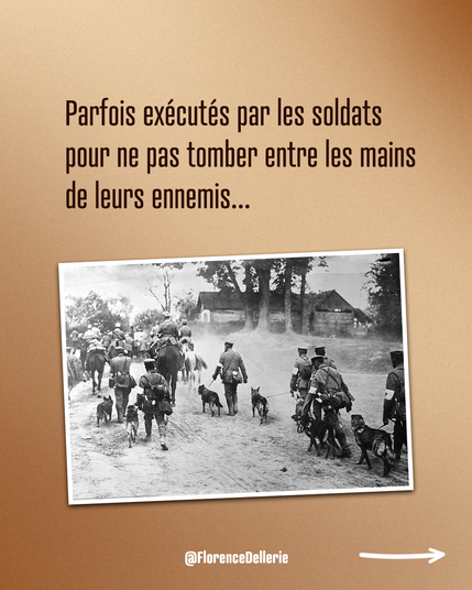 Visuel dont le fond est dans les tons dégradés marron-beige. Il est écrit : « Parfois exécutés par les soldats pour ne pas tomber entre les mains de leurs ennemis… »