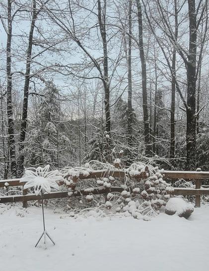 Une fleur en acier recouverte de neige est en avant plan d'un paysage d'hiver. Juste derrière se trouve un hydrangea avec ses fleurs fanées remplies elles aussi de neige. L'hydrangea est complètement affalé sur une clôture en bois traité. 

Derrière cette clôture, se trouve de grands arbres qui ont leur pieds visiblement beaucoup plus bas. Puis en arrière complètement, une colline découpée par un lever de jour timide.