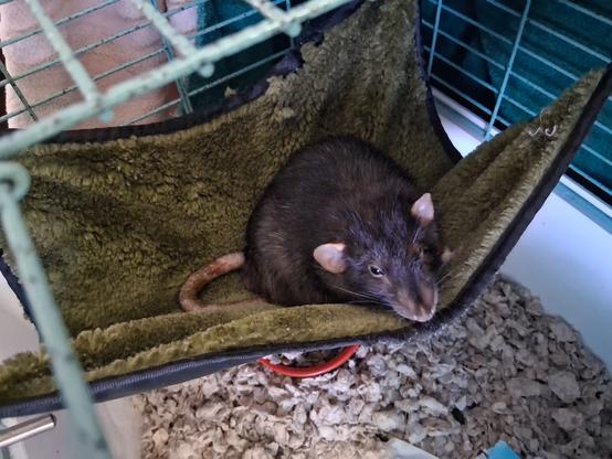 Cute pet rat in a hammock hanging in a small cage, giving me the suspicious eye
