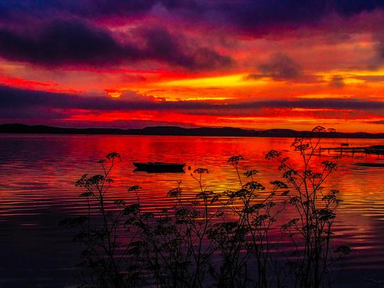 A wide, horizontal landscape photograph depicts a body of water at sunset. The sky is overwhelmingly red and orange, with darker shades of purple towards the top of the frame. The water reflects the intense colors of the sky, creating a mirror-like effect with visible ripples. In the foreground, silhouetted plants with delicate branches and small flower heads extend upwards from the bottom of the frame, partially obscuring the view of the water. A small boat is visible in the middle distance, also silhouetted against the bright light, with faint shapes of other distant structures visible on the horizon. There is no visible text in the image.