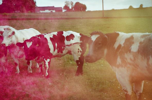 L'image présente trois vaches dans un pré verdoyant, sous un ciel couvert apparent. Au premier plan, une vache au pelage tacheté de blanc et de rouge est partiellement visible sur le côté droit. Au centre de l'image, une autre vache au pelage blanc et rouge se tient de profil, la tête tournée vers la droite. Derrière elle, une vache entièrement blanche est également présente. L'arrière-plan est flou, montrant un paysage vallonné avec des arbres et ce qui semble être des bâtiments ou une ferme recouverte d'une teinte rougeâtre. La lumière semble être celle d'une journée nuageuse ou d'une fin de journée, créant une atmosphère douce et naturelle. L'image présente une forte dominante rose vif et jaune orangé qui donne l'impression d'un lever ou d'un coucher de soleil.
