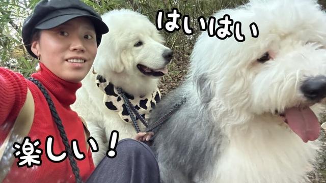 【温度差】山奥暮らしの超大型犬達が大都会でお散歩したら初めてがいっぱいでまさかの展開に…💦｜グレートピレニーズ&オールドイングリッシュシープドッグ&トイプードル