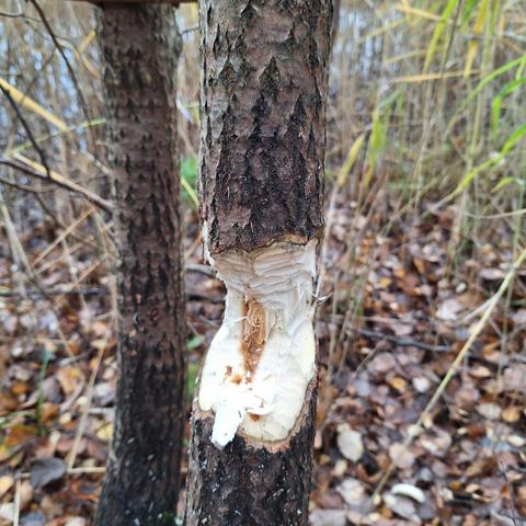 Im Focus steht ein schmaler Baumstamm mit den Nagespuren eines Bibers. Der Stamm ist nur zur vorderen Seite bis zum Mark abgeholzt, weshalb der Baum noch steht.
Links dahinter ein schmalerer (noch) unbeschädigter Stamm. Im Hintergrund unscharf braunes Herbstlaub, grün-braunes Schilfgras und durch die Halme durchscheinend eine hellblaue Wasseroberfläche.