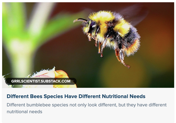 tiny bumblebee visits a large yellow flower