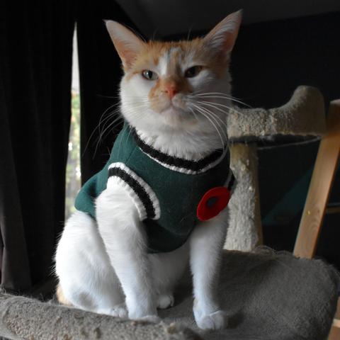Cheddar sits proud, wearing a green sweater-vest with a red poppy pinned to the chest.