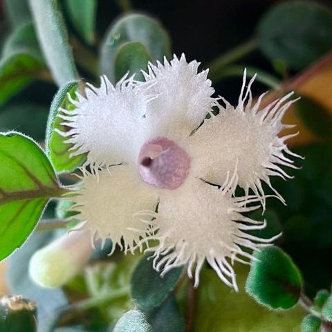 White, infundibular flower with lacy-margined petals. The flower’s throat is speckled pink. The petals sparkle subtly.