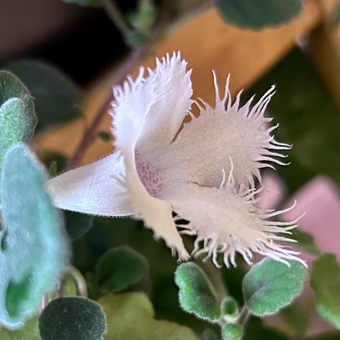 Side profile of the flower with its opening to the right. Its conical form is clearly visible.