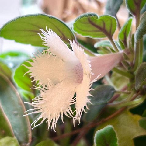 Side profile of the flower with its opening to the left.