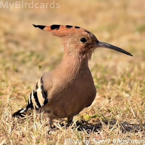I am a medium-sized bird known for my striking black-tipped, fan-like crest that I can raise and lower. My body plumage is a distinctive cinnamon-pink or sandy-buff, sharply contrasting with my bold black and white striped wings. I primarily forage on the ground using my long, slender, downward-curving bill. 2.5 Flash

📷: Photo by SajeevBhaskaran via Pixabay 
https://pixabay.com/users/sajeevbhaskaran-18543861/