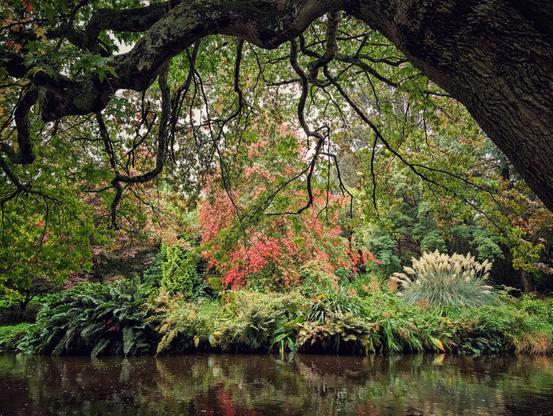 A high-angle, close-up photograph of a lush, dense garden bordering a dark pond. A large, gnarled tree branch arches over the top of the frame, forming a natural archway. The scene beyond features a vibrant mix of green foliage and a prominent central tree with leaves turning bright red and salmon pink, indicating the early stages of autumn. Tall, feathery ornamental grasses are visible to the right. The water below reflects the colours of the trees and plants, conveying a tranquil and slightly moody atmosphere.