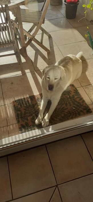 Prunelle, labrador sable à poil court (soit disant), allongée dehors au soleil en attendant patiemment qu'on ait fini de passer l'aspirateur pour pouvoir rentrer dans sa maison