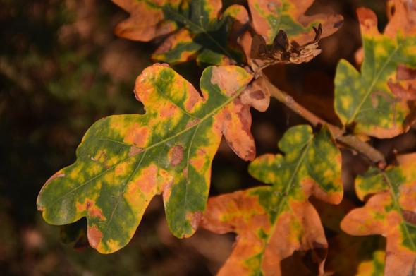 SLR shot... Description by Gemini 2.5 Pro: A close-up, sunlit photograph of oak leaves on a branch. The leaves are in mid-transition for autumn, showing a mottled pattern of bright green and golden-orange, with some small brown spots. The background is softly blurred.