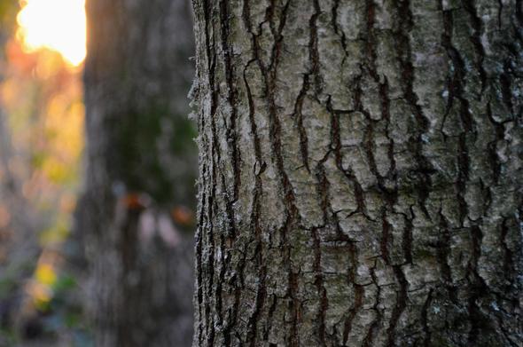 SLR shot...Description by Gemini 2.5 Pro: A close-up, vertical photograph focusing on the deeply furrowed, rough bark of a mature tree, likely an oak. The gray-brown bark has intricate vertical cracks. To the left, the background is blurred, showing the bright, golden light of the setting sun shining through the woods.