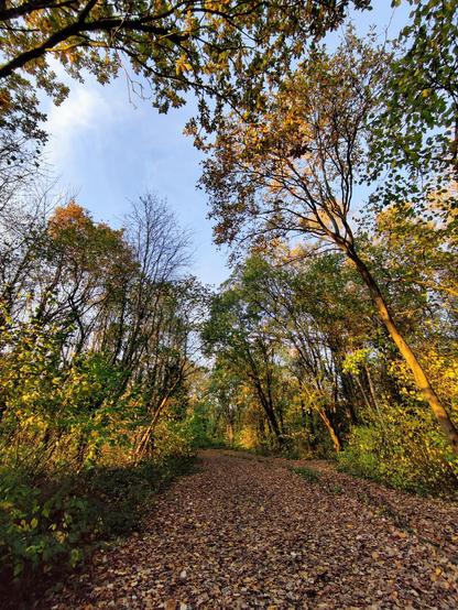 Phone pic, wide angle lens... Description by Gemini 2.5 Pro: A vertical, low-angle view looking up a woodland path in autumn. The path is completely covered in a carpet of fallen brown leaves. Tall deciduous trees with thinning canopies of green, yellow, and gold line the path, reaching up towards a pale blue sky. The scene is illuminated by the warm, golden light of late afternoon.