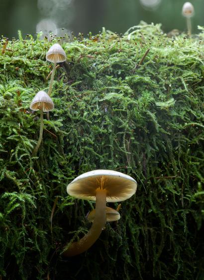 A (stacked) macro photograph of the side of a moss-covered nurse log. Multiple clusters of small mushrooms are evident through the moss, with one larger mushroom bottom centre of the frame. The lighting of the scene goes from light and misty to deep shadow from top to bottom.