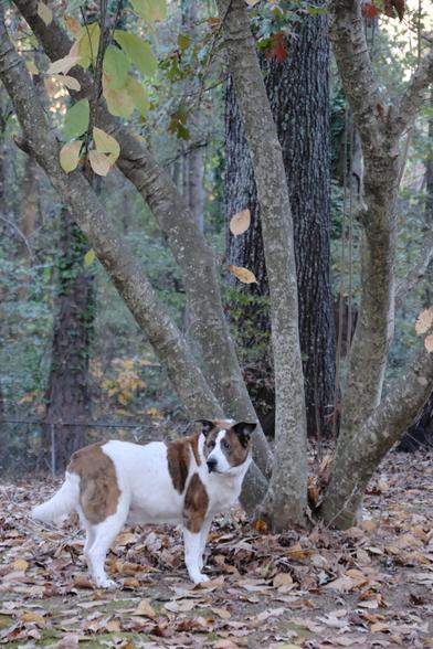 A white and brown dog standing in front of trunks of a Japanese magnolia tree and other trunks in the far back
