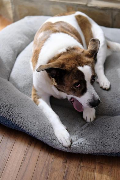 A white and brown dog lying in his bed, caught yawning as usual with his tongue out