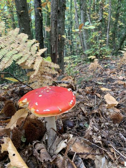 Una Amanita muscaria creciendo entre la hojarasca del castañar, con los castaños al fondo y una hoja amarilla de helecho al lado. Es la típica seta aparasolada con el sombrero rojo con pintas blancas y el pie blanco. La de la foto tiene una especie de mordisco a un lado.