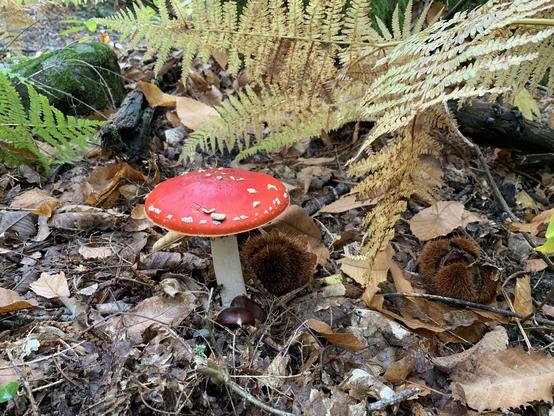 La misma seta desde otro ángulo. No se ve el mordisco y el sombrero tiene más pintas blancas. No aparecen castaños y se ve más del helecho junto al que crece. La composición es insulsa, no dice más que “mira, una seta”, que encima está inclinada hacia el lado en el que he dejado menos aire, por lo que la composición tampoco es bonita.