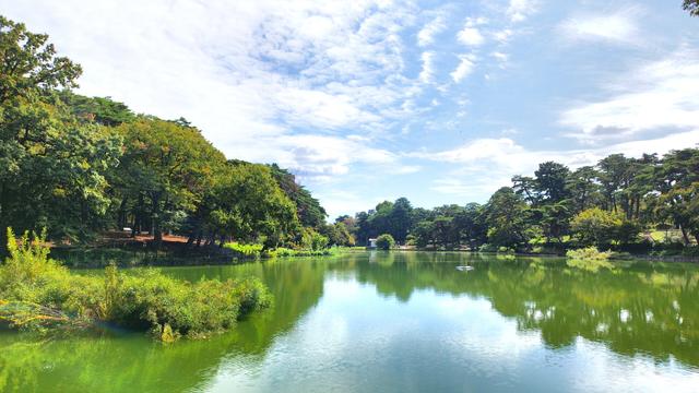 A view of its pond and surrounding trees on a sunny day with only thin fluffy clouds in the sky.