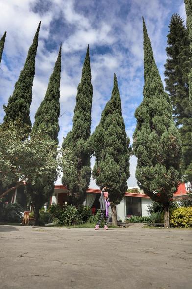 Fotografía en ángulo picado (desde abajo) de un paisaje con una casa y varios pinos monumentales.

En el centro de la escena, una niña se encuentra de pie, vistiendo ropa abrigadora en tonos de gris y rosa. La niña tiene el brazo derecho levantado y se ve diminuta en contraste con los pinos.

Detrás de la niña se ve una casa baja de color blanco y rojo con techo a dos aguas. El frente de la casa tiene grandes ventanales. La casa está flanqueada y casi empequeñecida por una hilera de pinos, que parecen de la variedad de los cipreses, increíblemente altos y cónicos, que dominan la composición y se elevan hacia el cielo.

El cielo está parcialmente cubierto por nubes blancas dispersas sobre un fondo azul brillante. El suelo en primer plano es una superficie de concreto gris, lo que contrasta con la vegetación exuberante. A la izquierda, al fondo, se ve un perro de color marrón.