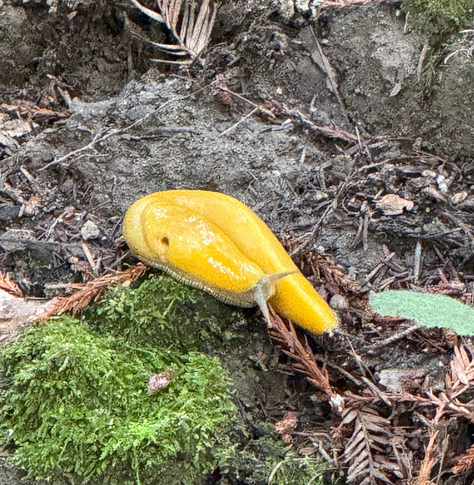 Banana slug