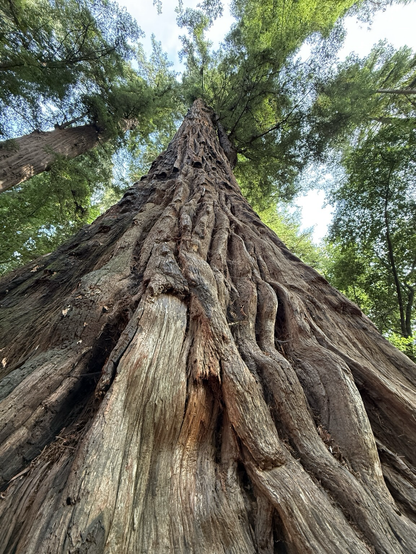 Looking straight up an old growth redwood
