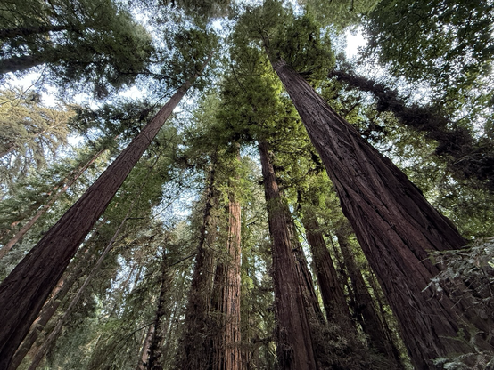 A grove of redwoods