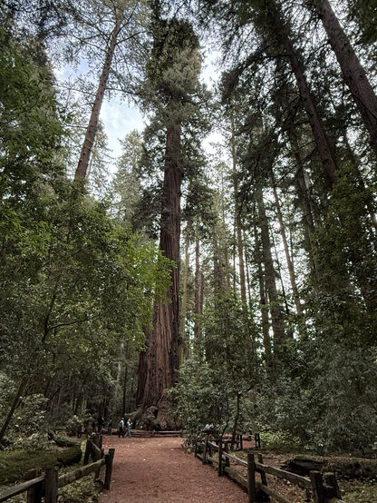 A grove of redwoods.