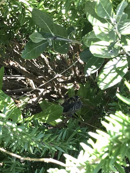 Two tony birds sitting on a branch deep inside a rosemary bush, almost obscured by leaves.