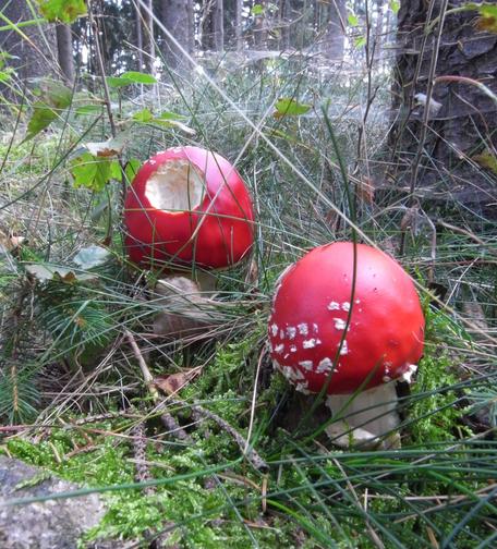 Two young specimens with nearly spherical, bright carmine-red caps and the typical white speckles grow on green moss among darker green grass in a spruce forest on a hazy but bright autumn afternoon. Someone has eaten a hemispherical hole into the cap of the left mushroom; it looks almost like half of a template for a kind of inverted golf ball with outward-curving spherical segments. I haven't removed some blades of grass, which hardly obstruct the view of the mushrooms anyway, because most of them serve as supports for numerous spiderwebs, arranged in several horizontal layers, that rise up behind and above the mushrooms. The trunk of a spruce tree on the right edge of the picture and some birch saplings with a few yellowish-green leaves are also incorporated into the spiders's fantastic artwork.