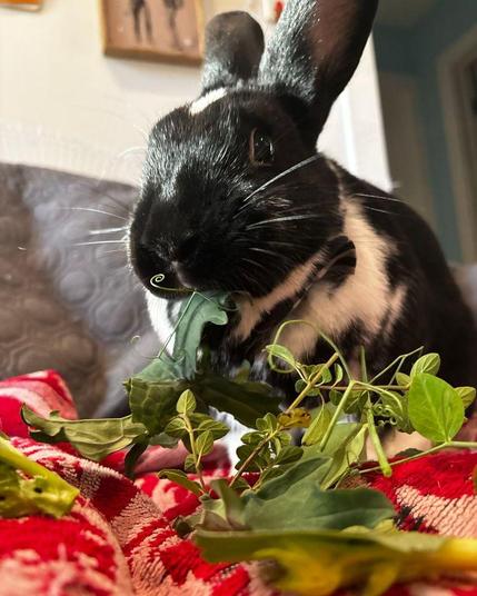A black rabbit with white spots enjoying a variety of herbs, sitting on a red and white blanket