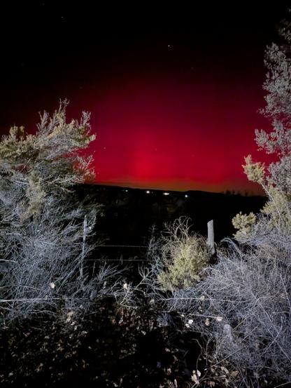 Northern lights, which happened to be red at the time.  It's apparent by contrast just how red they truly were, as the picture also includes two bushes, one on each side of the frame; they look mostly grey with a little bit of green on top; we see two fence posts in between them, suspending barbed wire.  We can also see the ground between the camera and the horizon, as well as a small portion of the visible sky above the northen lights themselves that is unaffected and simply appears black.