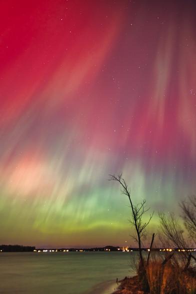 Red and green aurora curtains ripple above a calm Minnesota lake at night. A thin tree leans toward the glowing horizon, while faint lights from distant houses reflect softly on the water