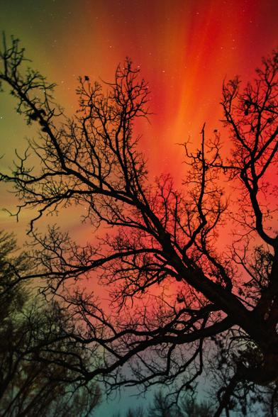 Bare tree branches stretch across a sky glowing deep red and orange from the aurora borealis, with hints of green at the edges.