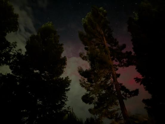 Pink aurora swirl between grey clouds through redwood trees in the Central Valley of California near Waterford.