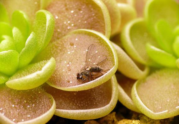 Close-up photo of a small succulent plant with rosettes of round leaves covered in shiny droplets. There's an insect on one of the leaves.