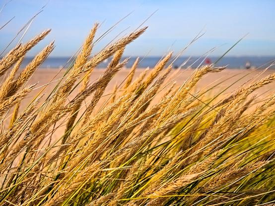 Hidden in the dunes, we look through the reeds at the beach and the sea in front of us. Here and there, colourful dots can be seen on the beach. These are strollers in their cosy winter jackets.