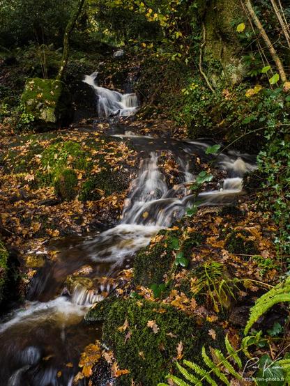 Photographie en couleur présentant une une succession de ressauts sur un petit ruisseau entre de gros rochers couverts de mousse et des nombreuses feuilles tombées des arbres voisins. 
La photographie a été prise depuis une petite passerelle de bois, franchissant le ruisseau.