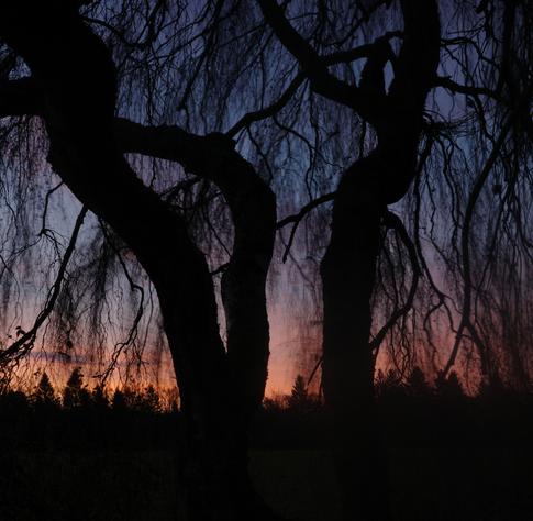 The area above the horizon glows from left to right in shades of yellow-orange to pink. Three tree trunks, along with numerous thin, almost leafless branches, occupy most of the image. The sky is light blue near the horizon and deep blue at the top.