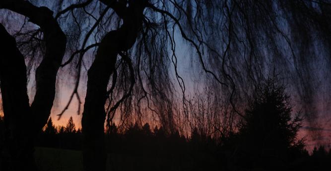 This time, the focus was on the area further to the right of the birch tree that also dominates this image, where the salmon-coloured to pink horizon predominates. Aurora's rose fingers are at work.