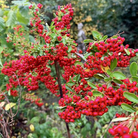 Photo of a Firethorn plant
