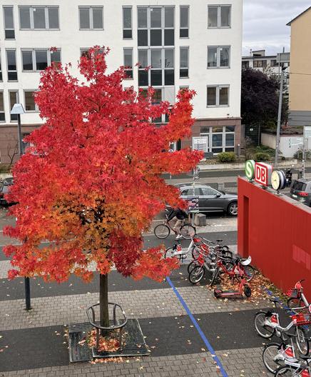 Photo of a red tree and a red wall outside a railway station