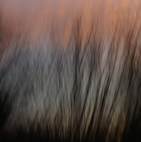 In the lower third of the image, framed by deep black silhouettes at the edges, one can discern the thin, branching limbs of a bush, rising like an almost folded fan, their tips strongly branched, against a light blue sky with yellow-orange clouds. The picture looks freshly painted, and then someone made delicate strokes with a wide brush at an about 60-degree angle from the lower left to the upper right on the still-wet canvas.