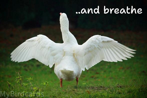 A vignetted photo of a white domestic duck holding a pose with its wings outstretched. The words "..and breathe" are positioned top right 🙂

Photo by MirandaZuurbier via Pixabay 
https://pixabay.com/photos/goose-nature-bird-animal-waterfowl-9932644/