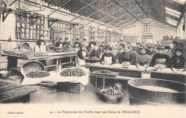 Perigueux - La Preparation Des Truffes Dans Une Usine De Perigueux à #Périgueux (#Dordogne) #CartePostaleAncienne 👉 https://cartorum.fr/carte-postale/933052/perigueux-perigueux-la-preparation-des-truffes-dans-une-usine-de-perigueux