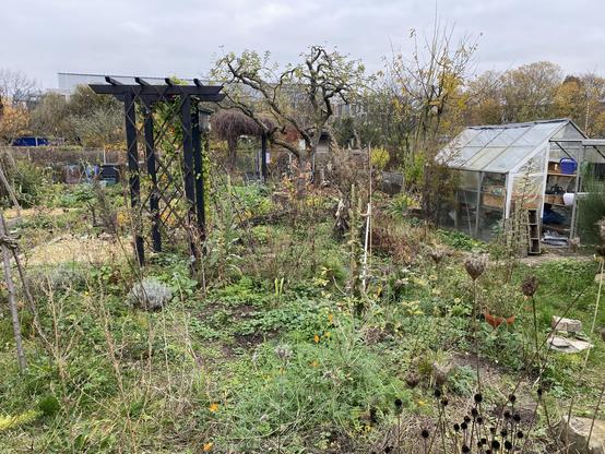 Wo früher der Teich mit seiner Monokultur aus Chinaschilf drumherum war, entstand ein Stück Naturgarten mit Wildstauden und heimischen Wildgehölzen