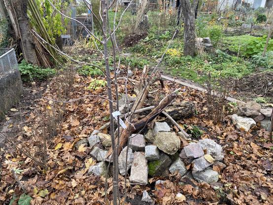 Das Waldbeet mit heimischen Wildstauben und einer Eberesche.