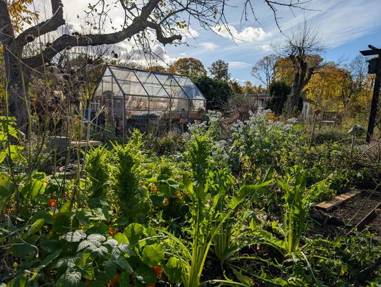 Im November sieht es wild aus im Kleingarten mit den geschossenen Pflücksalatbäumen und der heranwachsenden Puntarelle.